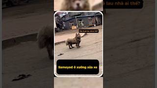 Chó Samoyed ở tiệm sửa xe, bẩn như cái giẻ lau luôn #kytrigioi #shorts