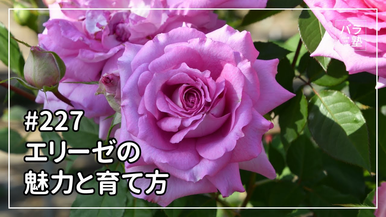 227 エリーゼの魅力と育て方 - YouTube