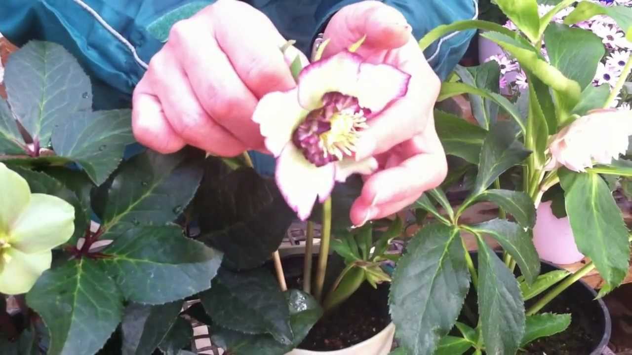 クリスマスローズの種類 「咲き方色々」 - YouTube