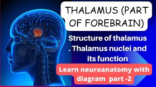 Nuclei of thalamus part-2|nuclei of thalamus with function| thalamus nuceli