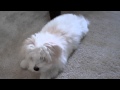 Mozart, the coton de tulear, knows some commands!