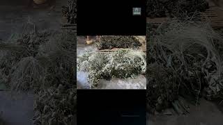 Bắt quả tang cơ sở trộn hàn the vào 3.000 bánh ú tro | Vietnam case file
