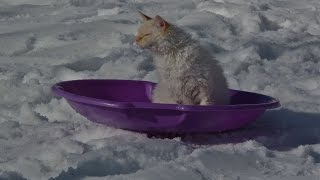 Social Distancing Sledding Cat