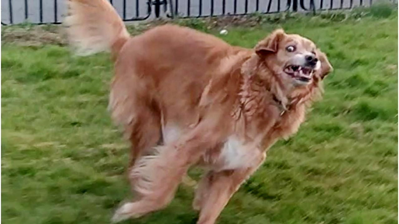 Hilarious Animal Will Make You Laugh #44