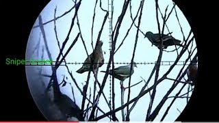 Ini jadinya kalo sniper gudiek lagi gila nembak#shot gerak cepat#punainya gak dikasi lolos