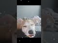 So Cute #sleepingdogs #doglife #puppydog