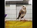 سهره قناري ٢٠١٠ 