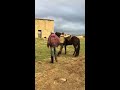 Как карачаевци диких конеи заежают