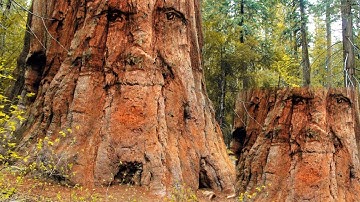 How To Create Camouflage A FACE On To A TREE Bark In Photoshop CC