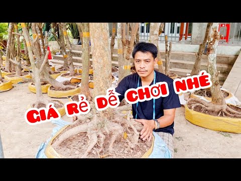 Video Giá mềm! Phôi mai vàng mai Tứ quý 27/7 ????038503I38I... - youtube