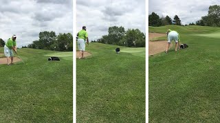 Dog Fetches Golf Ball Back For Owner