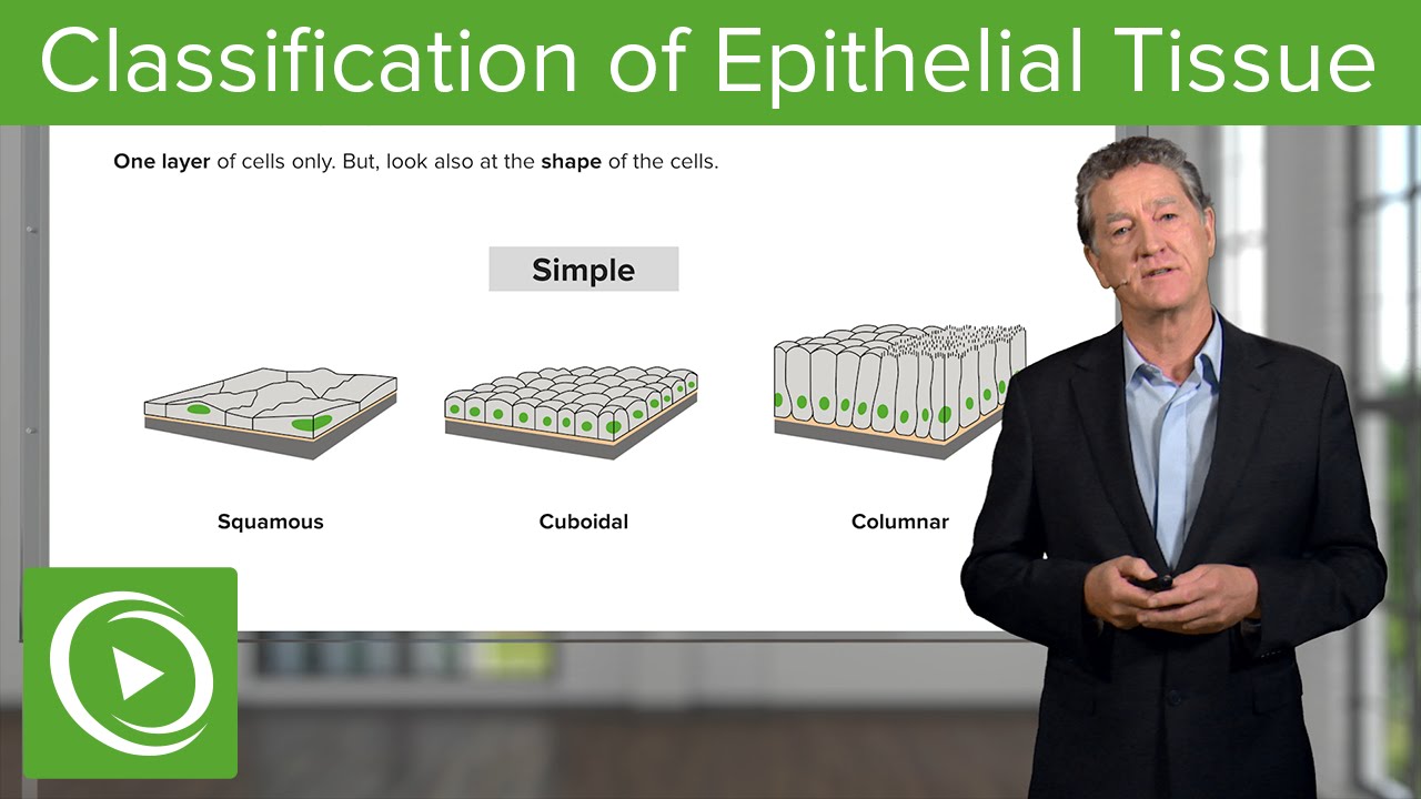 ⁣Classification of Epithelial Tissue  – Histology | Lecturio