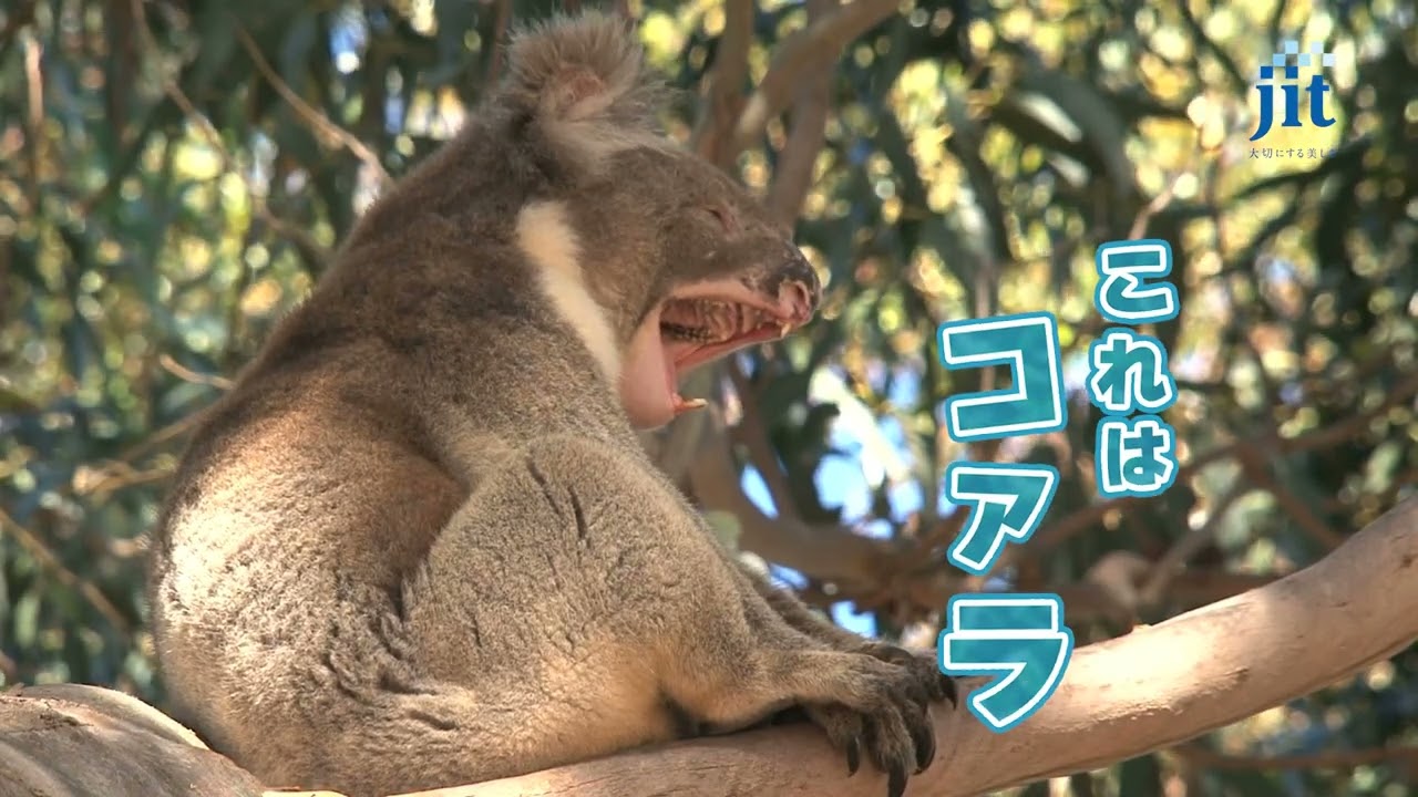 これは。。。仮どめKOALA！ - YouTube
