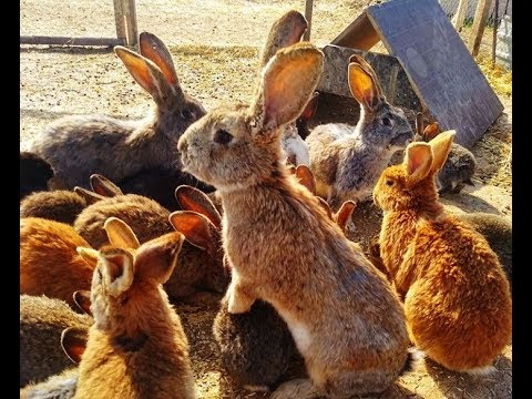 Как сделать зайчика из цемента своими руками Как сделать зайчика из цемента своими руками