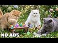 12 Hours Calming Music for Cats 💖 Relaxing Background Music for Cozy Cat Homes