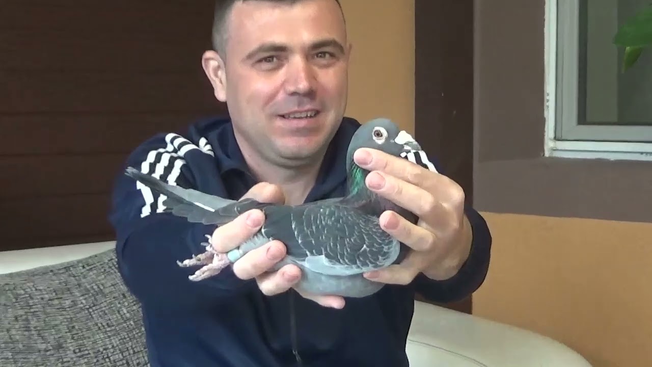 Columbofil dl Nan Daniel Darza Dambovita Romania masculi reproductie de vanzare 25 oct 2025