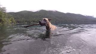 Great Dane Swimming GoPro