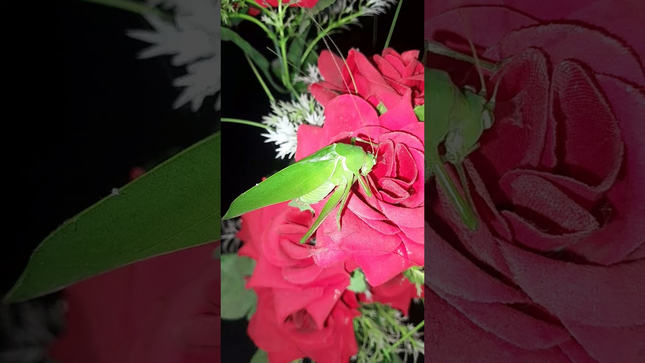 Mecopoda nipponensis# short video