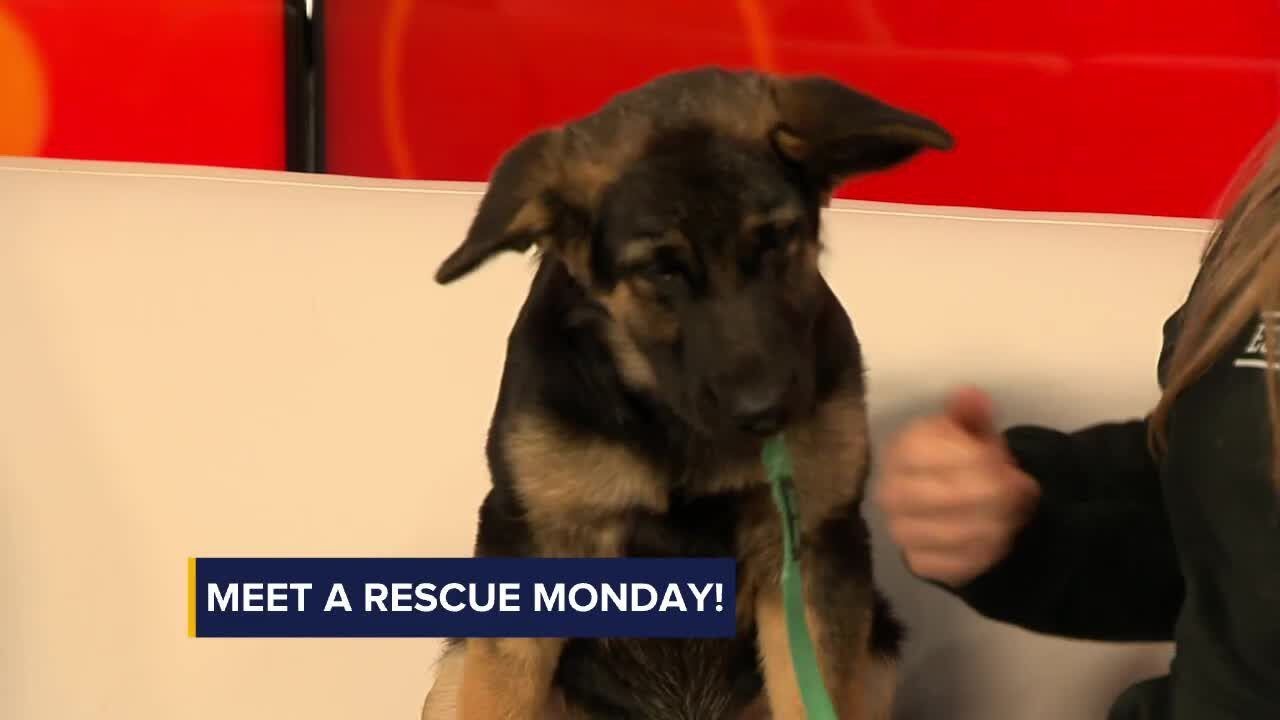 Meet a Rescue Monday: Cookie - YouTube