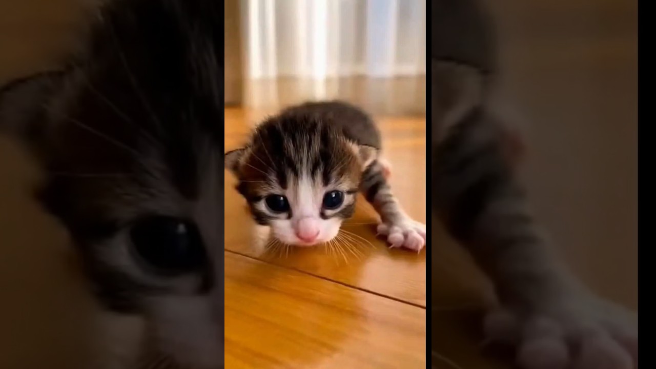 "When the catnip hits mid-game... 🍋😹 