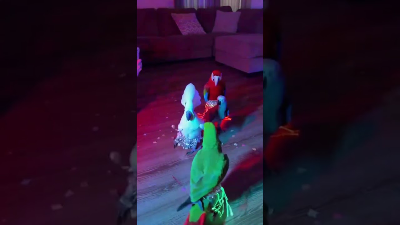 Арабский танец 