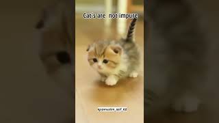 cats in islam | why we should adopt cats #shorts #youtubeshorts #islamic