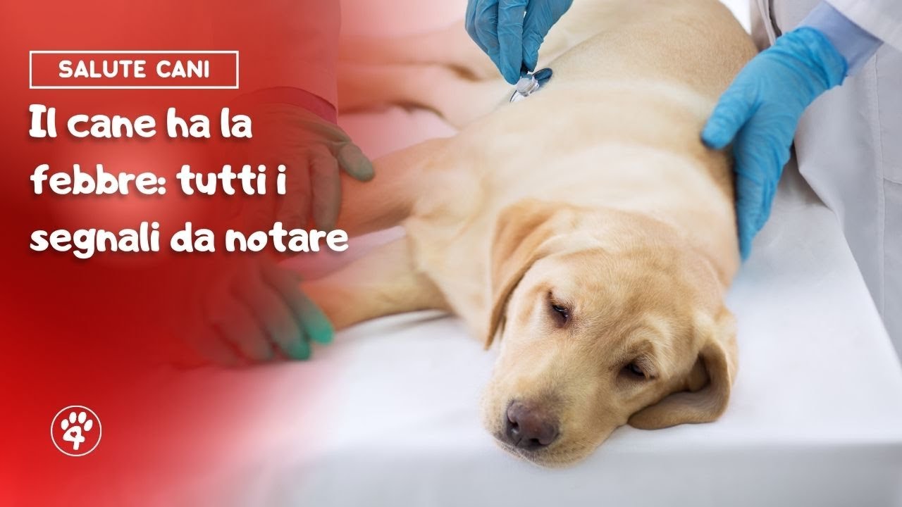 Il cane ha la febbre tutti i segnali da notare Amoreaquattrozampe.it