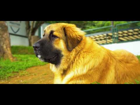 goliath-kennel-cover-video