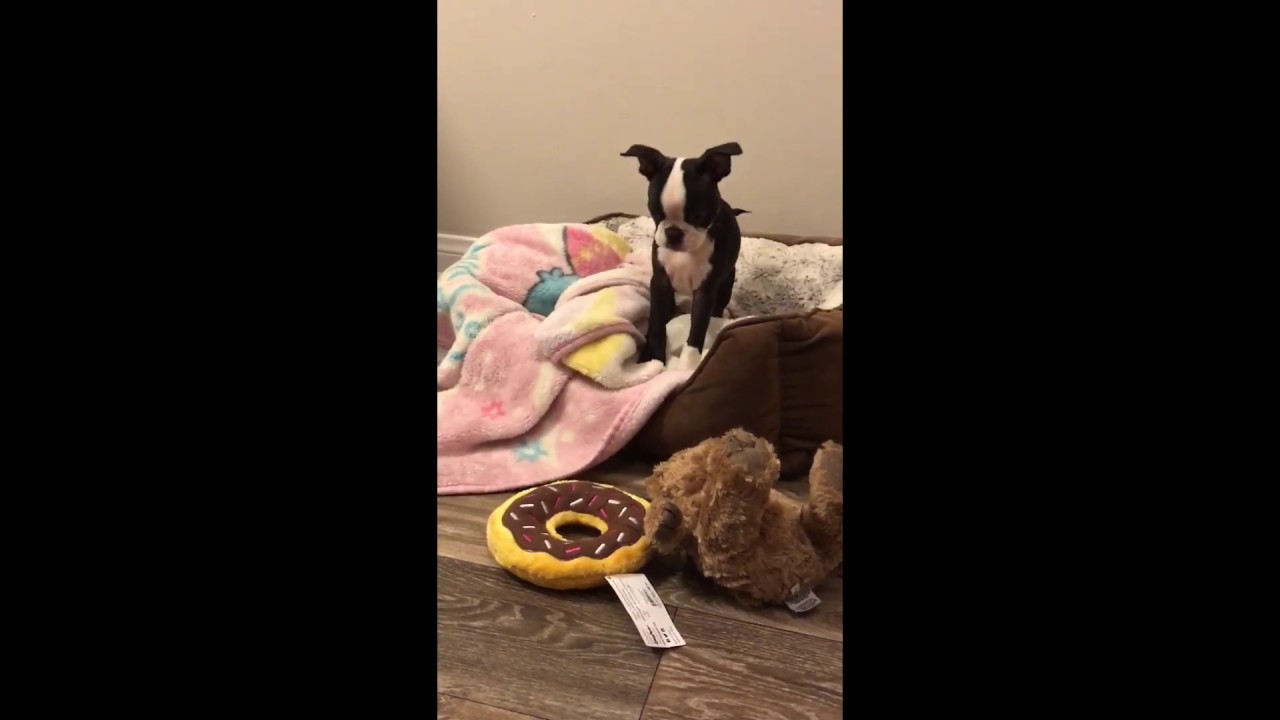 barking boston terrier puppy vs. donut YouTube
