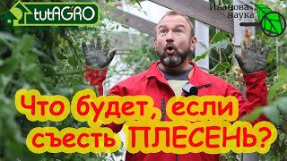 видео: ПЛЕСЕНЬ - ЭТО ВКУСНО! Что будет, если съесть плесень? А если съесть много плесени? А если чуть-чуть? картинка: ПЛЕСЕНЬ - ЭТО ВКУСНО! Что будет, если съесть плесень? А если съесть много плесени? А если чуть-чуть?