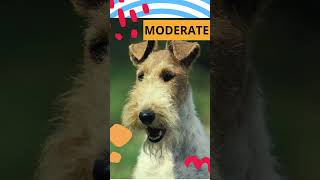 Dog of the Day: Wire Fox Terrier | Doglime