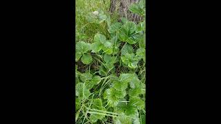 Where Do the Strawberries Disappear?... Strawberry Bandit by Juha Kaaro 119 views 1 year ago 36 seconds