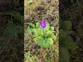 #germany #spring #весна