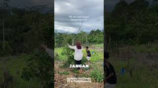 Whos The Thief minivlog adventure pitaherlianda