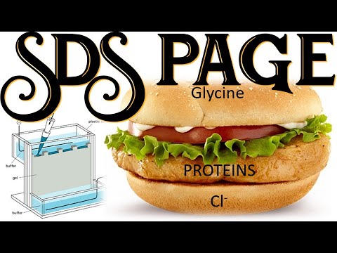 Video: Bagaimana sds mengikat protein?