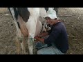 A VACA MIMOSA É A CANPEÃ DE LEITE NO MOMENTO,ESTE É O VIDEO COMPLETO.SÃO VICENTE DO SERIDÓ,PB.