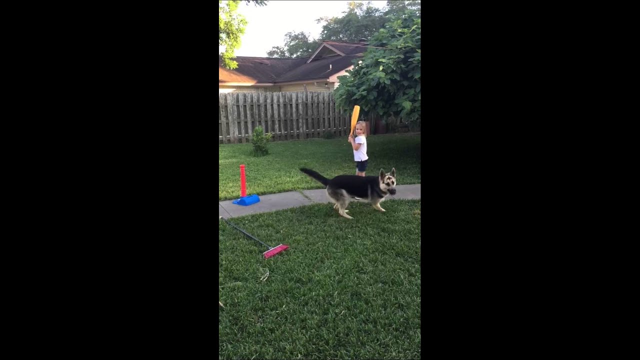 Dogs playing softball YouTube