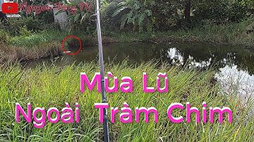 Câu Cá Lóc Mùa Lũ Ngoài Tràm Chim #1|| Nguyen Trong TV
