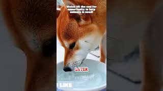 A Mother Shiba Asked Me to Help Her Puppy