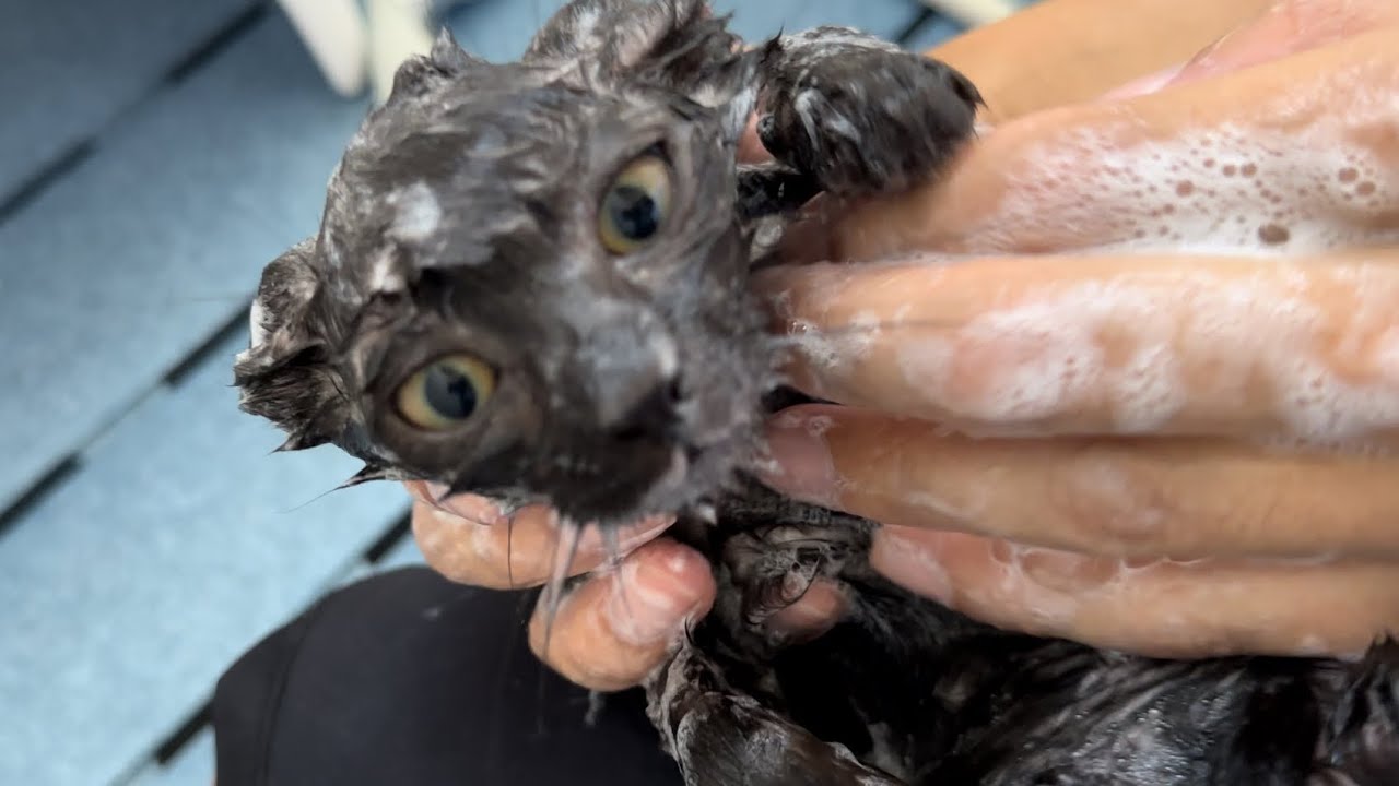 田んぼ道で弱っていた子猫を保護して洗ってみたら