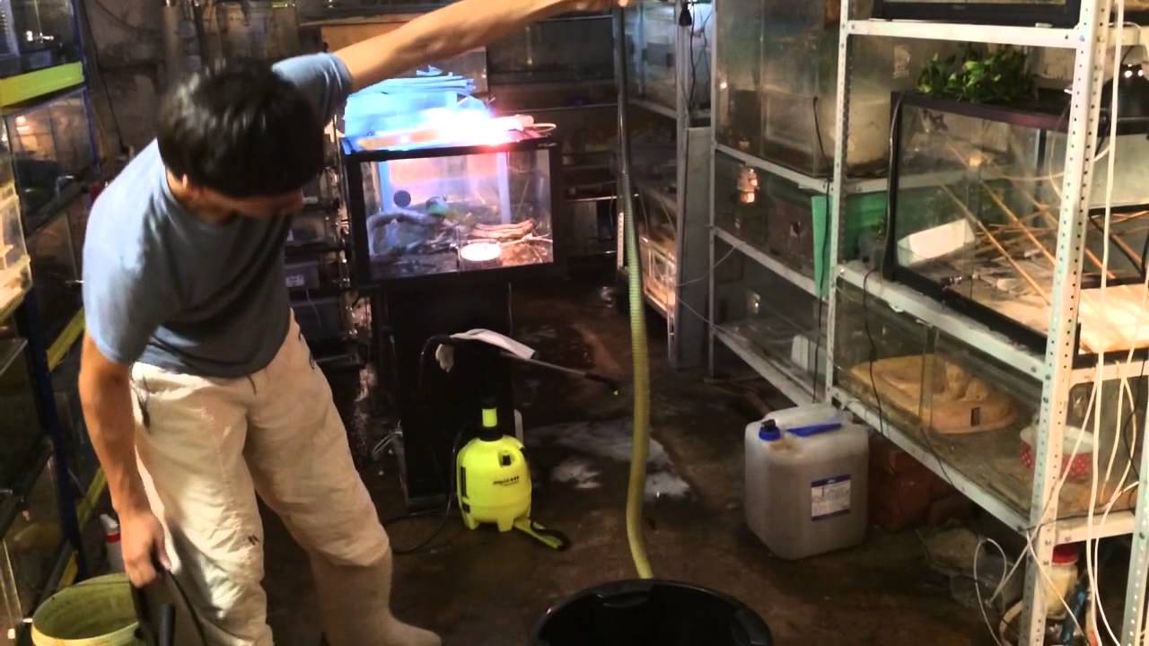 Чернохвостая мамба