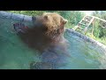 Игры с медведем в бассейне