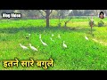 इतने सारे बगुले || Bagulo Ne Pareshan Kiya || Vlog Video