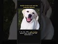 British Aristocrats and the Labrador History 🇬🇧🐕 #Shorts