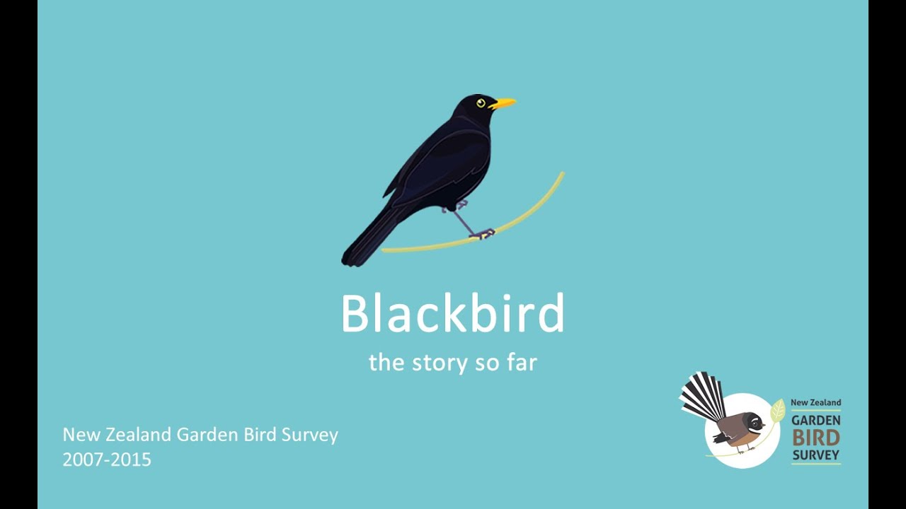Blackbird: the story so far. New Zealand Garden Bird Survey 2007 - 2015