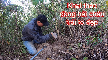 Lên núi khai thác hải châu bonsai tự nhiên trái chín to đẹp