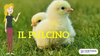 Schiusa Delle Uova Di Pulcino In Incubatrice La Magia Della Vita