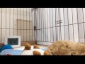 2018.06.14【Live Camera】Today's Colo ～HOME ALONE the 89th day～　今日のコロ～お留守番89日目～