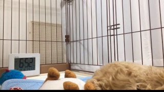 2018.06.14【Live Camera】Today's Colo ～HOME ALONE the 89th day～　今日のコロ～お留守番89日目～