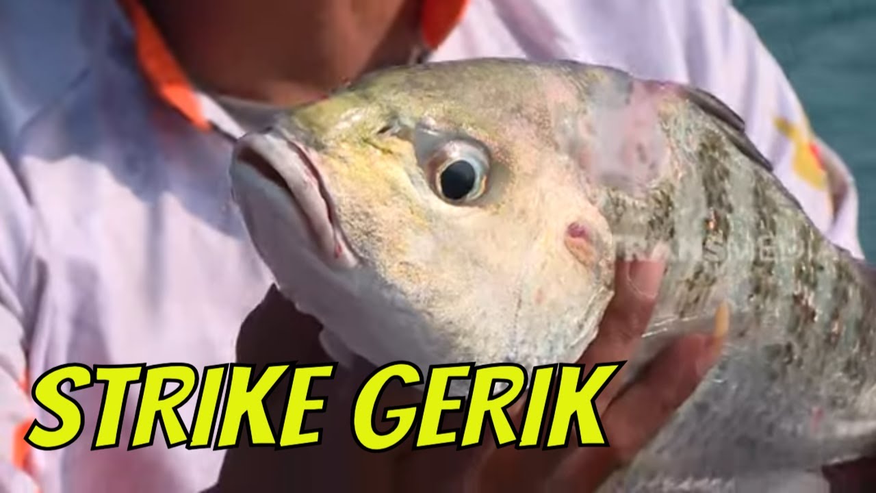 Parade Strike Ikan Dasar di Laut Semarang | MANCING MANIA STRIKE BACK (21/10/23) Part 1